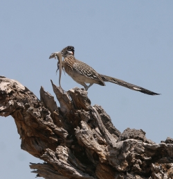 Road runner at Bosque del Apache National Wildlife Refuge, NM